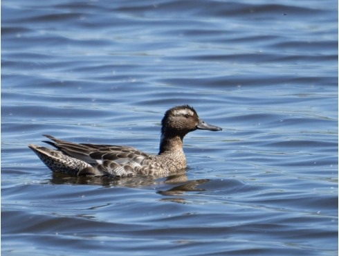 Garganey